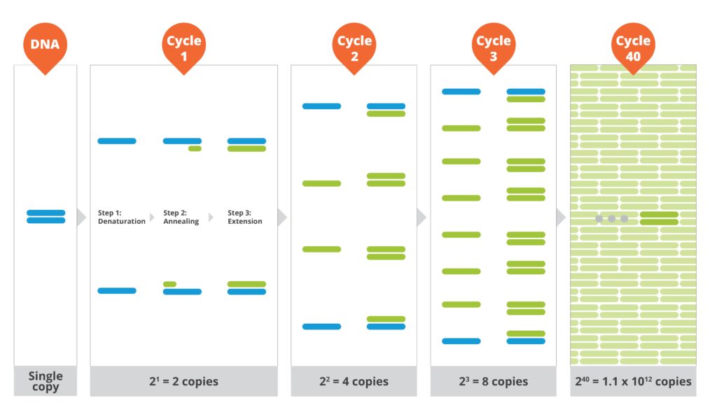 Illustration of PCR reaction cycles