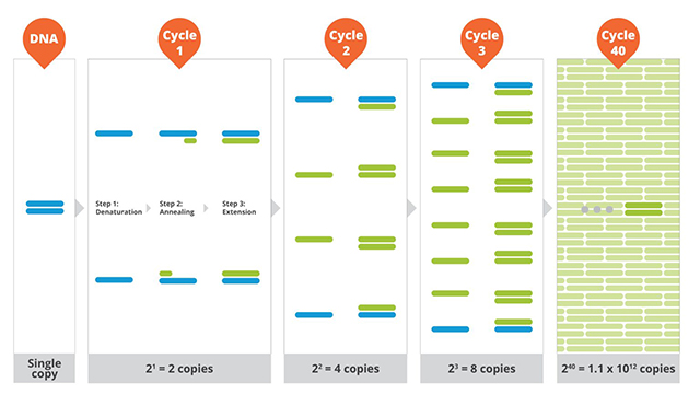 PCR reaction cycles illustration